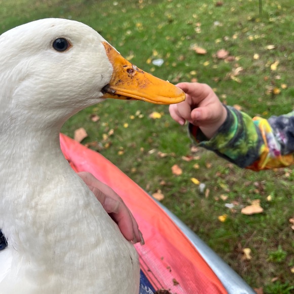 Rooster’s Fanatical Funday Share - Picture 3 of 5